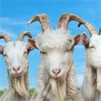 《模拟山羊3》v1.1.4.1中文版